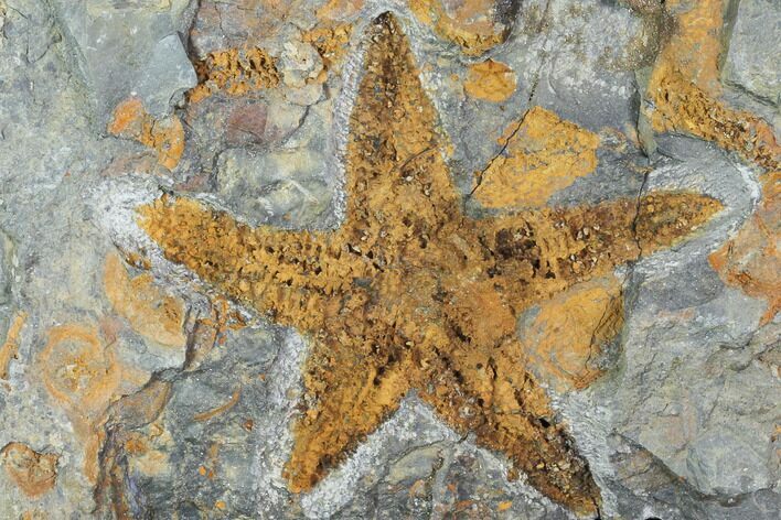 Starfish (Petraster?) & Edrioasteroids (Spinadiscus) - Morocco #100510